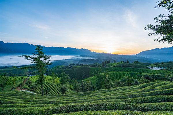 千庫網_湖北恩施鶴峰縣走馬鎮木耳山茶園_攝影圖編號21143538.jpg